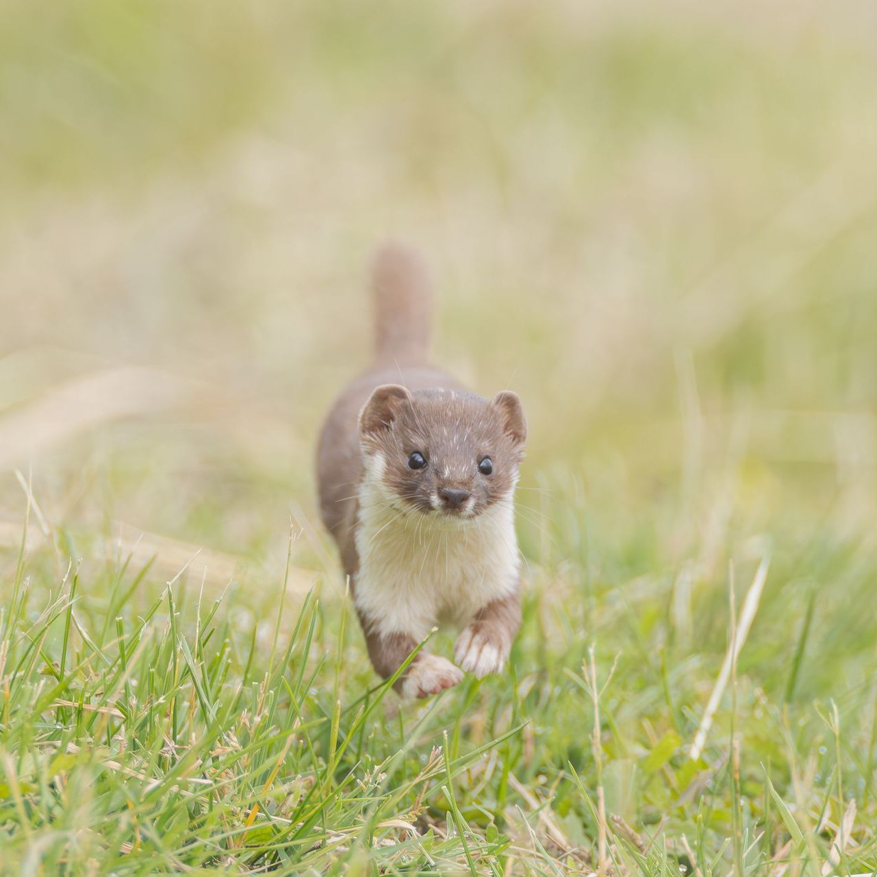 Brown and white stoat running through green grass, looking forward.