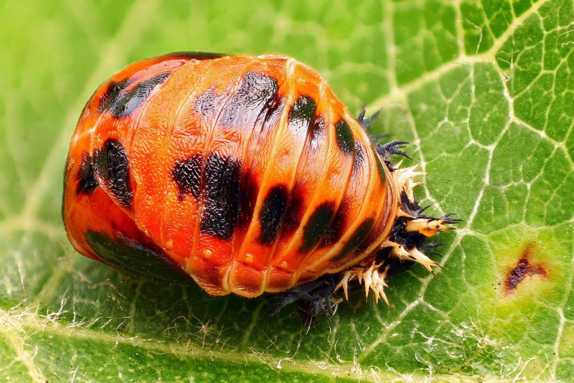 Ladybug pupa attached to a green leaf; orange and black.