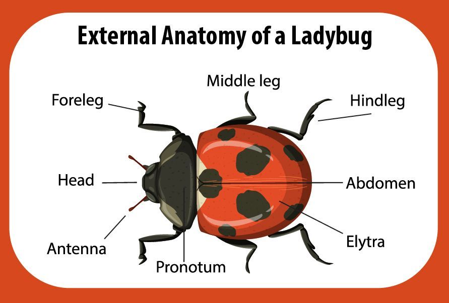 Diagram of a ladybug's external anatomy, showing head, pronotum, abdomen, elytra, legs, and antenna.