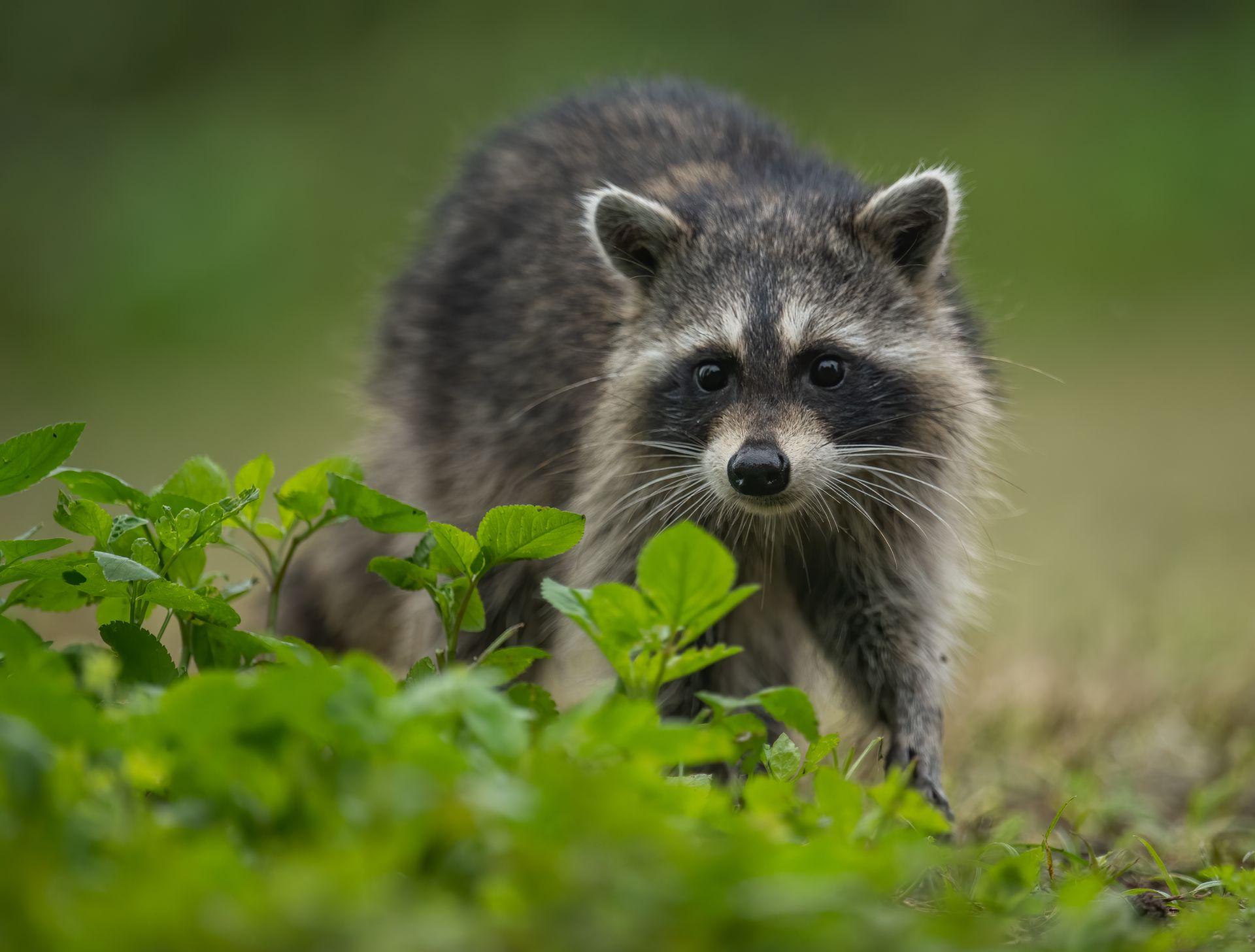 Raccoon with black mask, gray fur, and alert expression among green foliage.