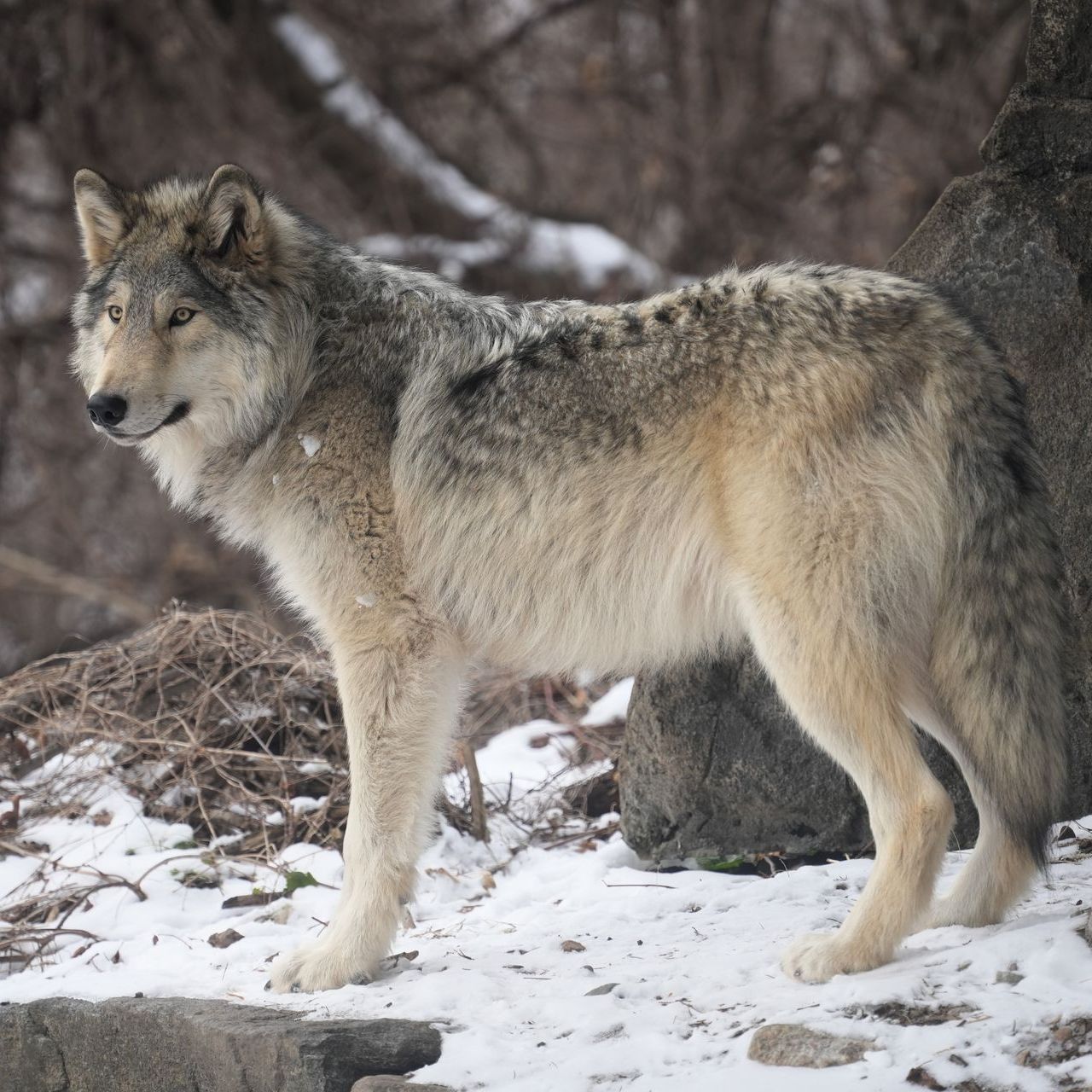 Wolf with gray and tan fur stands in a snowy environment.