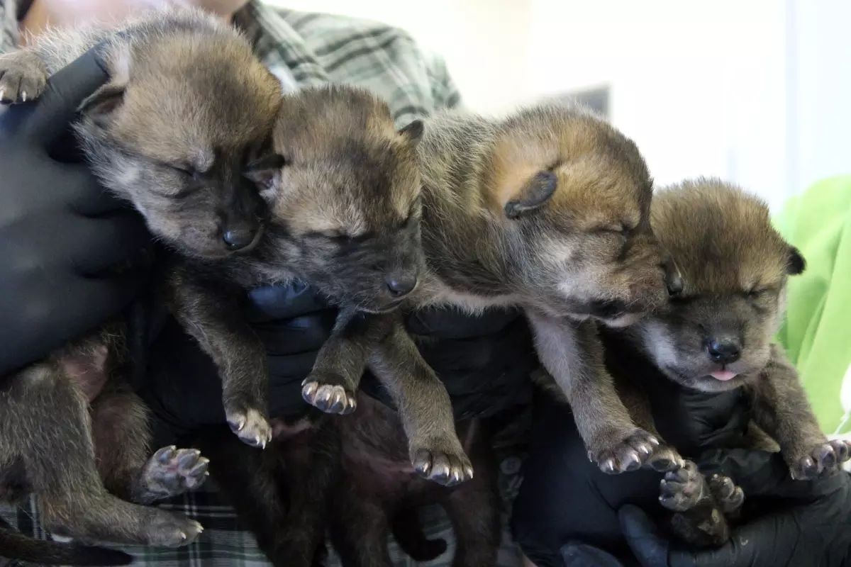 Four wolf pups held in black gloved hands. Pups are brown/gray with closed eyes.