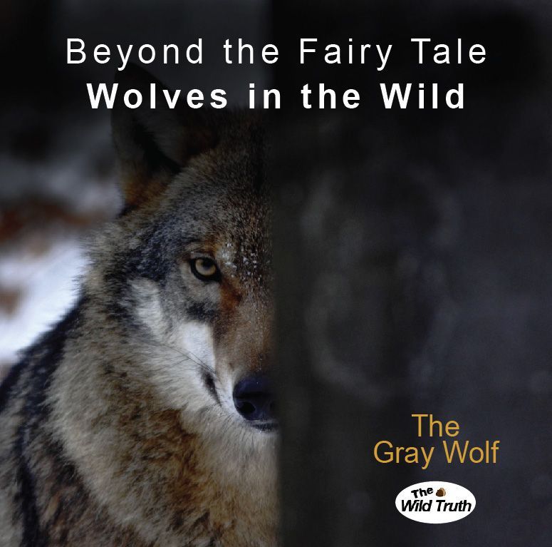 A gray wolf's face, half-lit, looks directly at the viewer. Text: