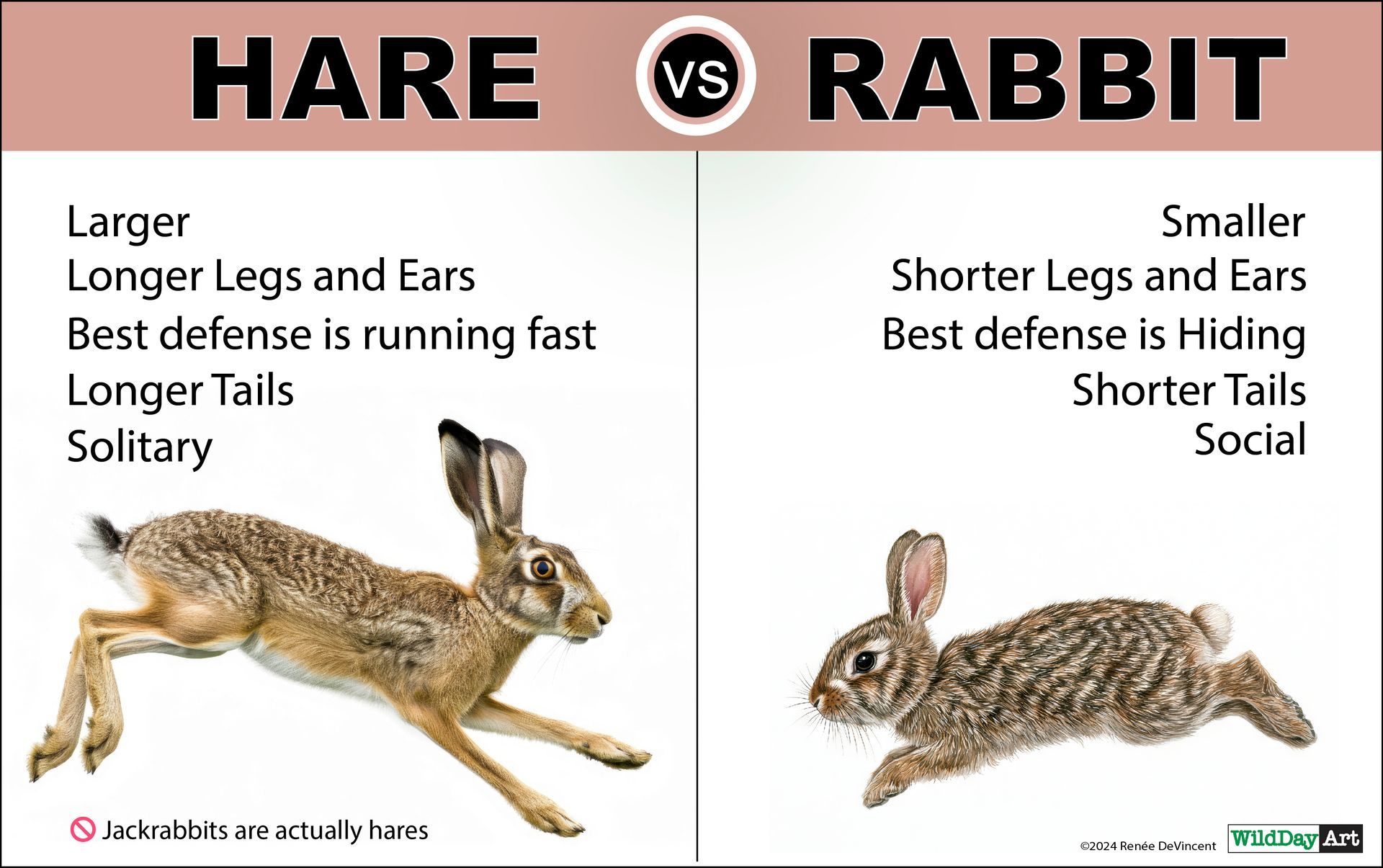 Comparison of hare and rabbit: hare is larger, runs fast; rabbit is smaller, hides.
