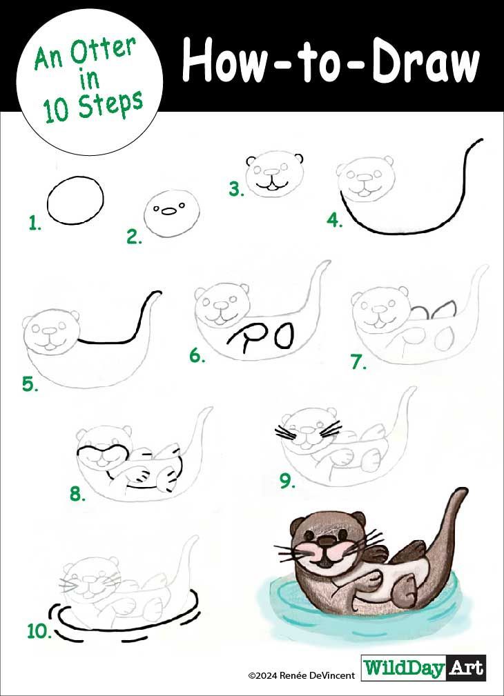 Step-by-step otter drawing guide. Shows how to draw an otter from a simple circle to a finished colored drawing.