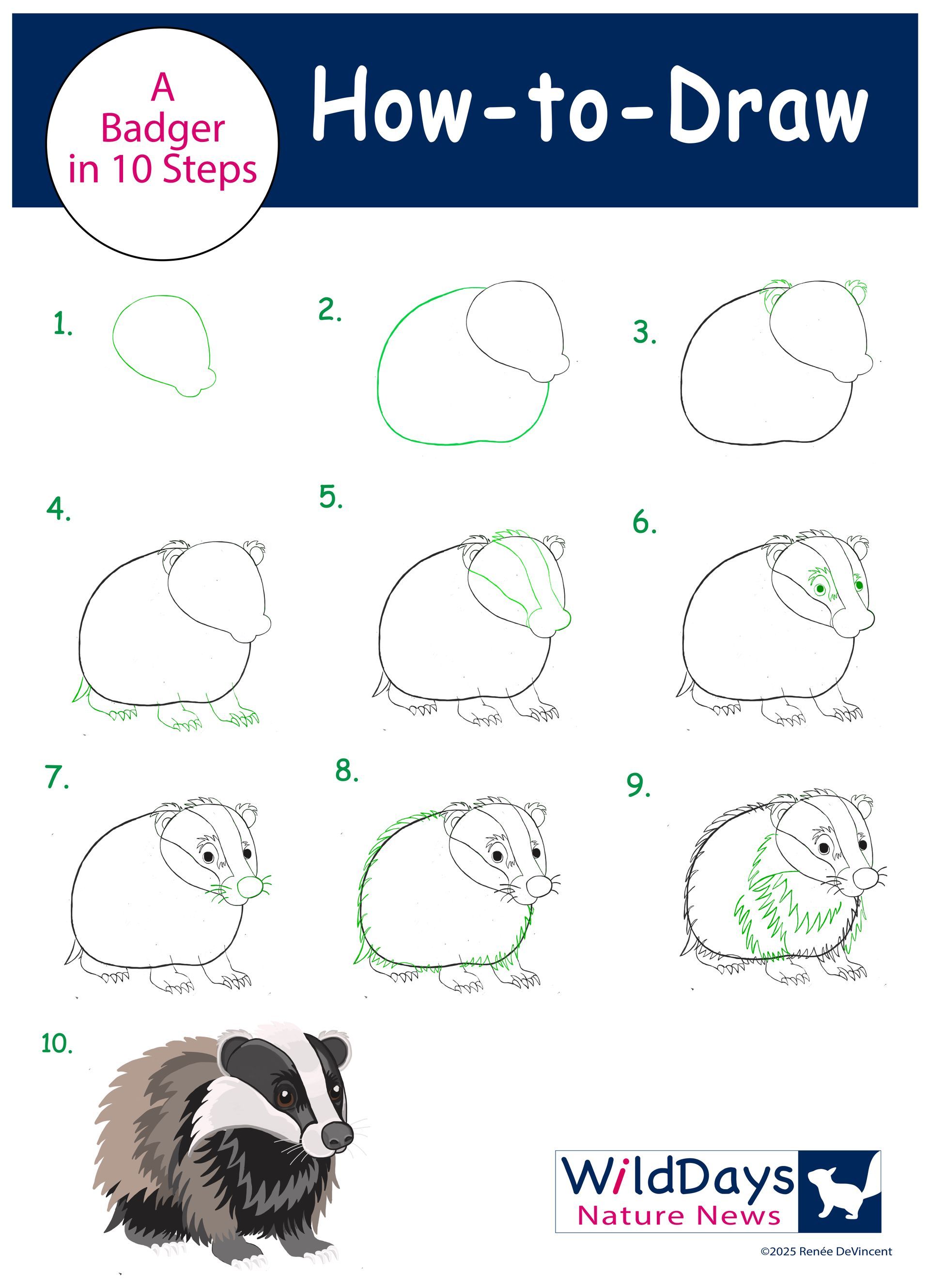 How-to-draw a badger in 10 steps; diagrams and final color illustration.