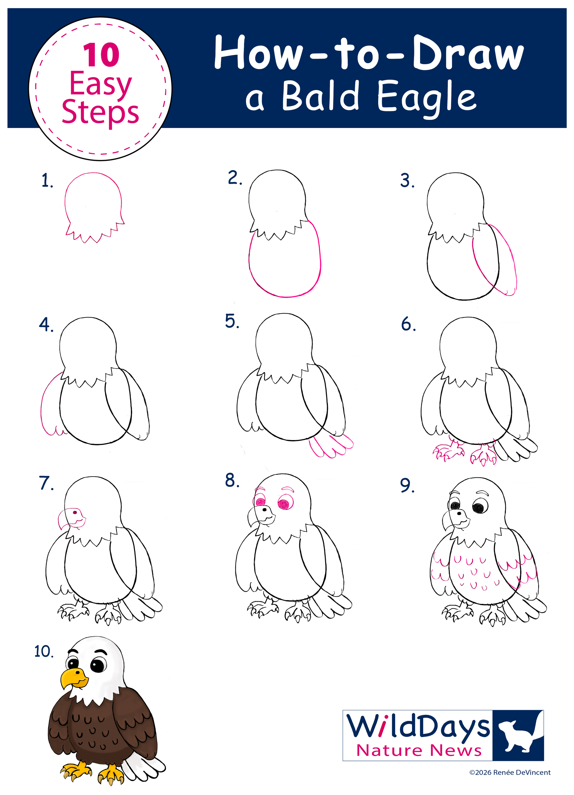 How-to-draw tutorial for a bald eagle in 10 easy steps, with a finished eagle illustration at the bottom.