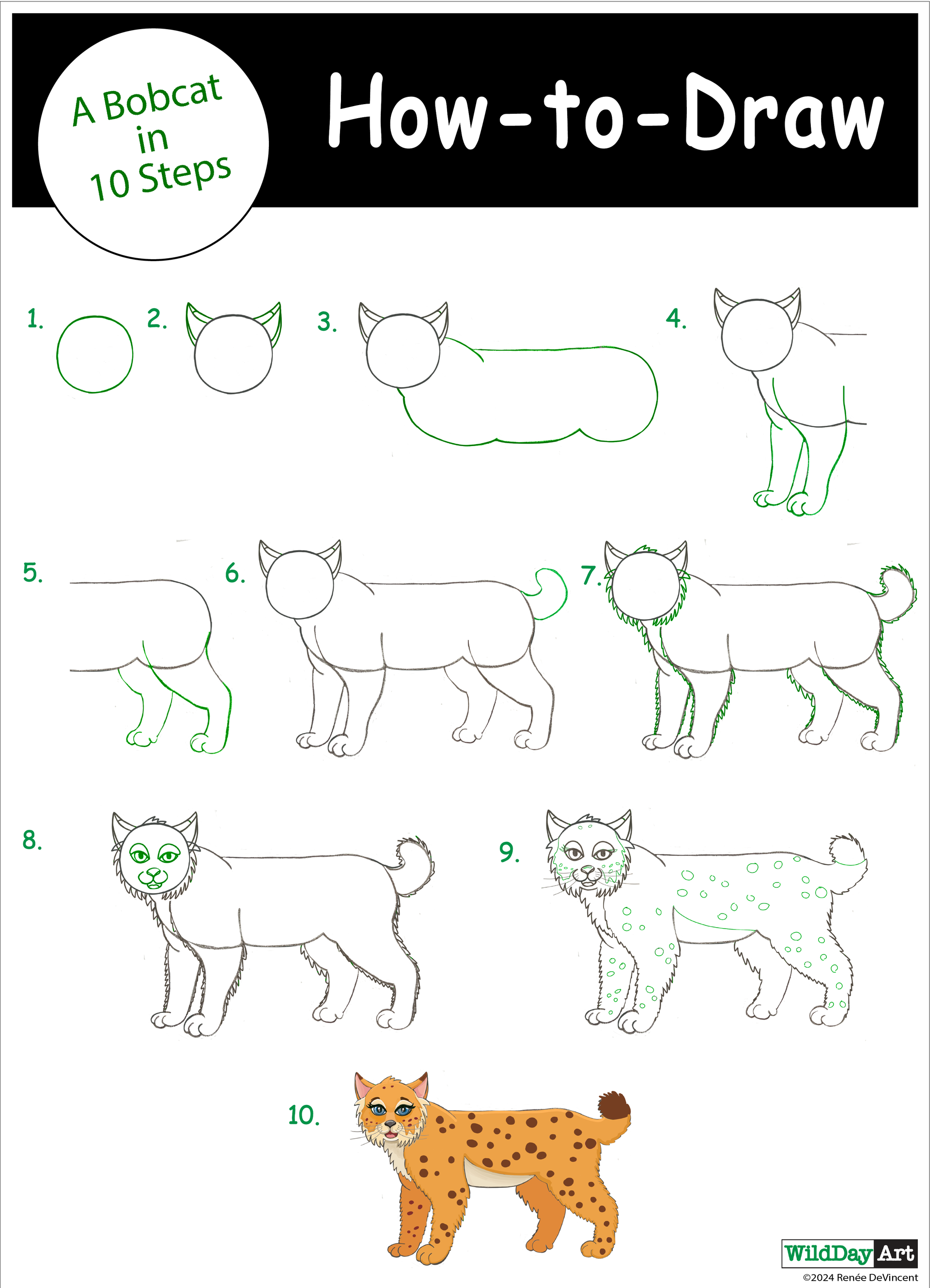 How to draw a bobcat in 10 steps. Demonstrations using outlines, ending with a fully colored bobcat.