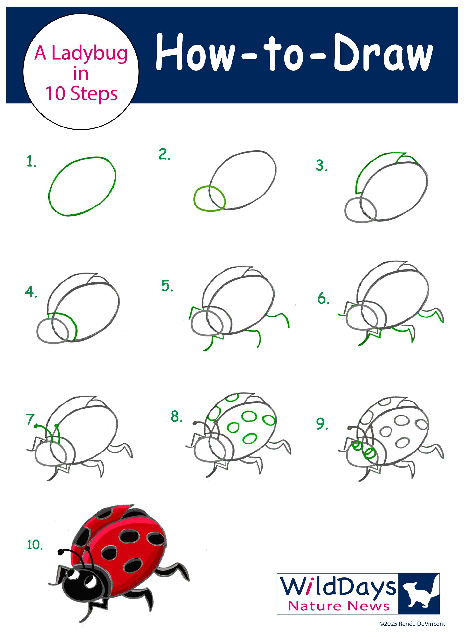 Step-by-step guide for drawing a ladybug, from a circle to a finished, colorful ladybug.