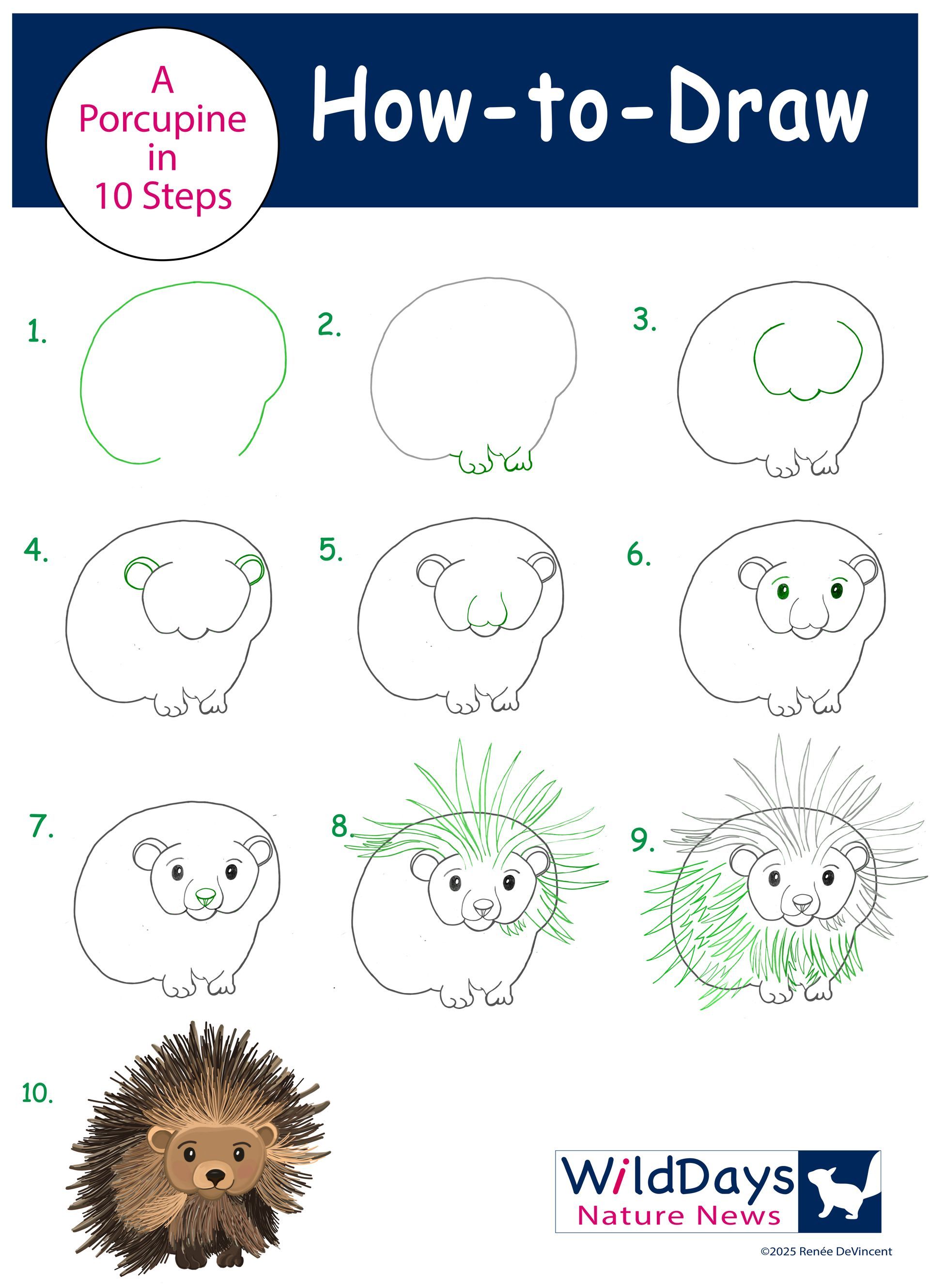 How-to-draw a porcupine in 10 steps. Green outlines show progression, ending with a detailed brown and black porcupine.