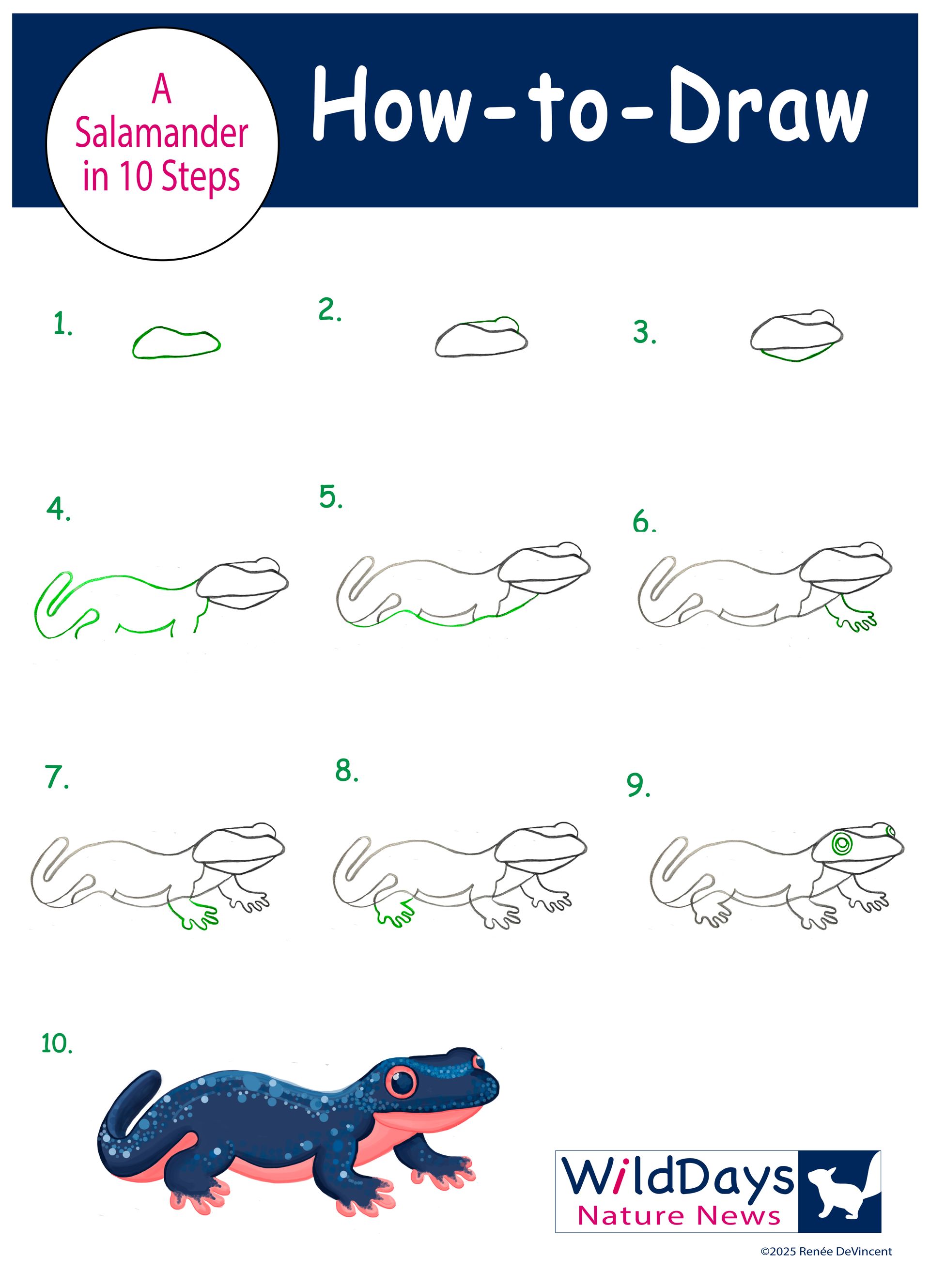 Drawing activity. How to draw a salamander in 10 steps