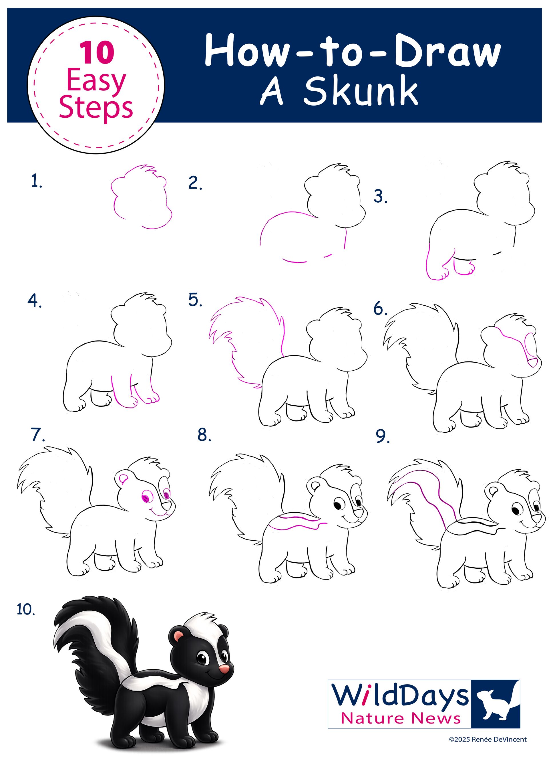 10-step drawing guide for a skunk, showing sketch stages and a finished black-and-white skunk with raised tail