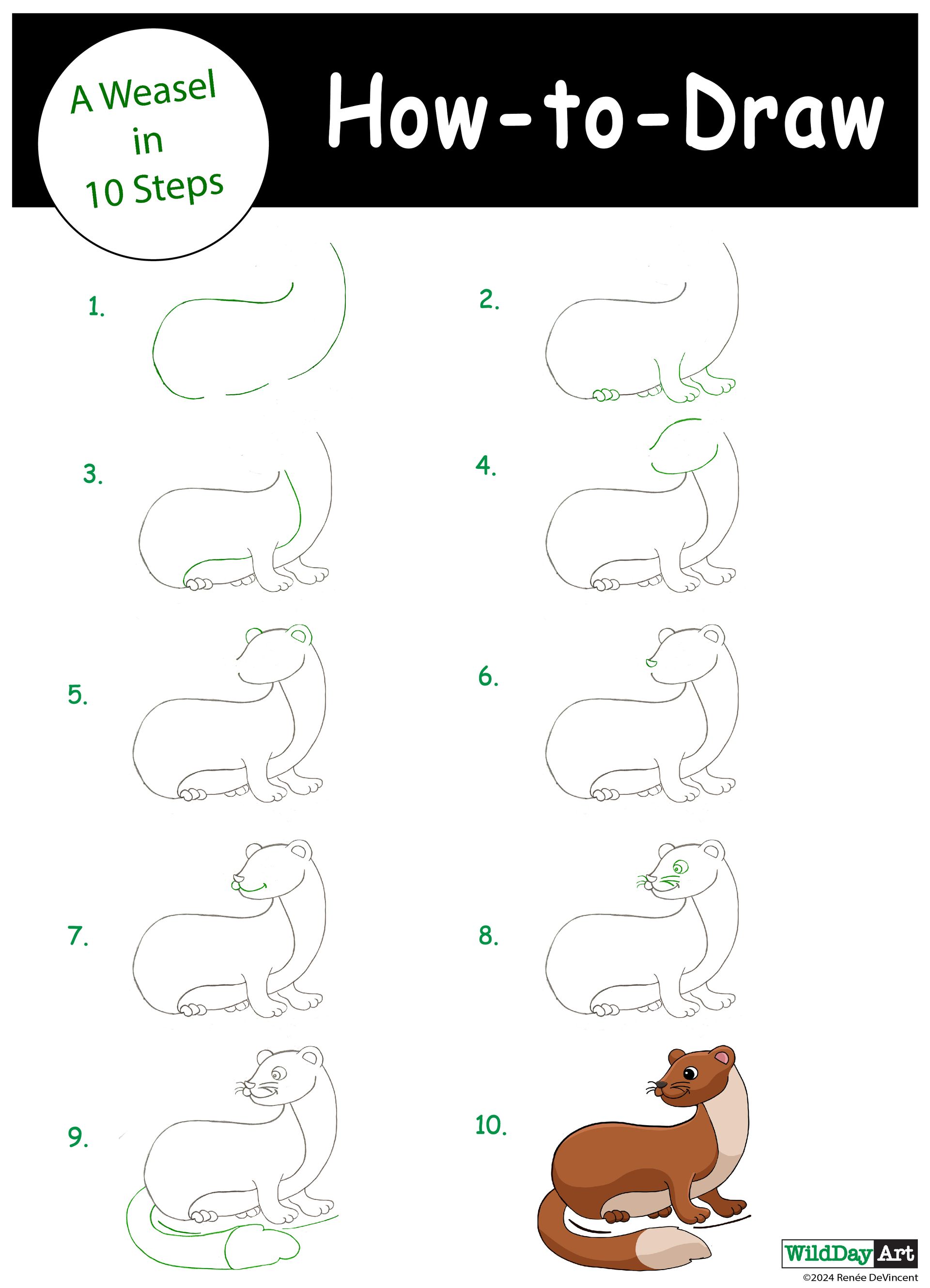 How-to-draw a weasel in 10 steps. Each step shows an outline, and the final is a brown and white weasel.
