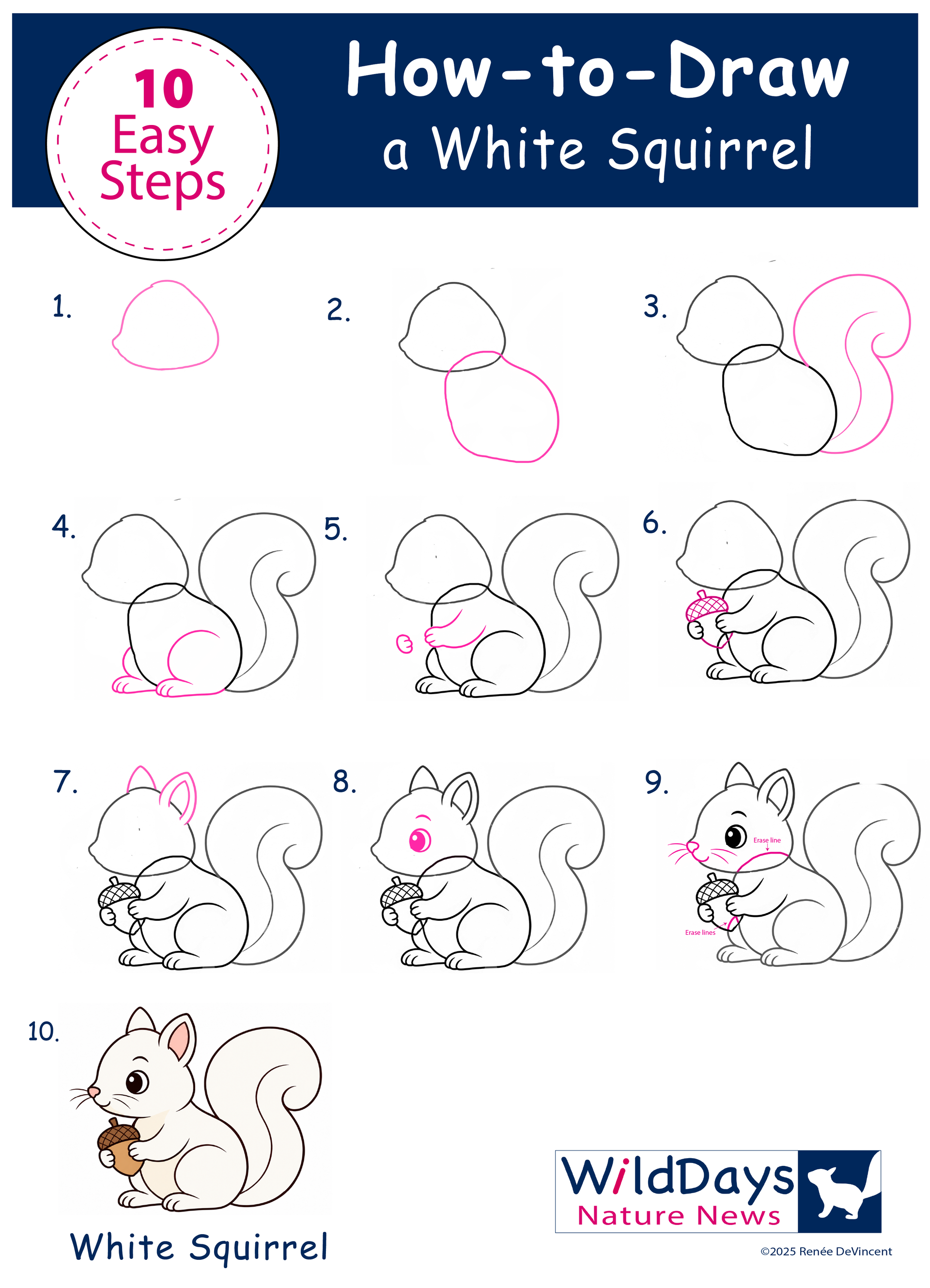 How-to-draw tutorial showing 10 steps to sketch a white squirrel.