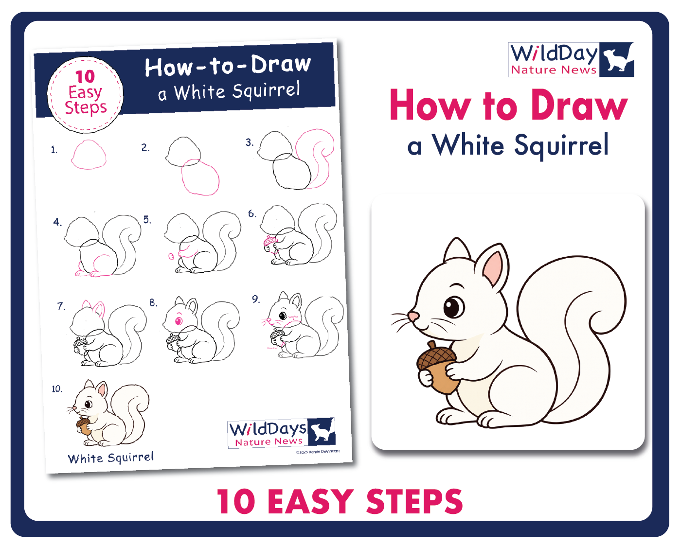 How to Draw a White Squirrel step-by-step sheet with 10 easy steps and a finished cartoon squirrel holding an acorn
