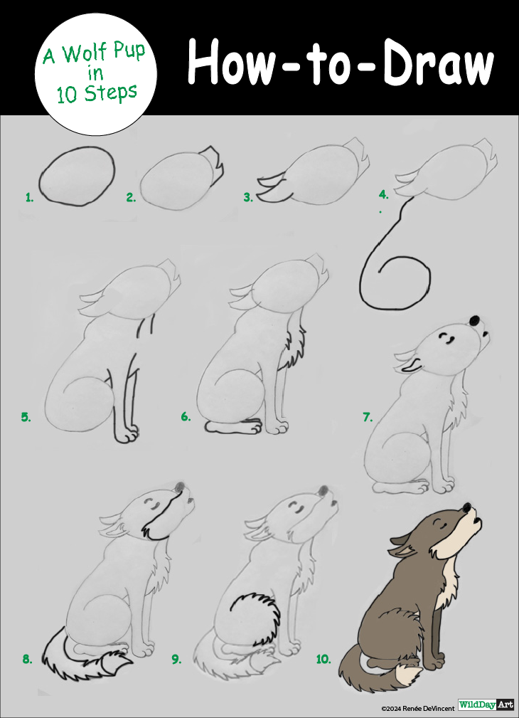 How-to-draw wolf pup in 10 steps. Gray wolf drawing tutorial.