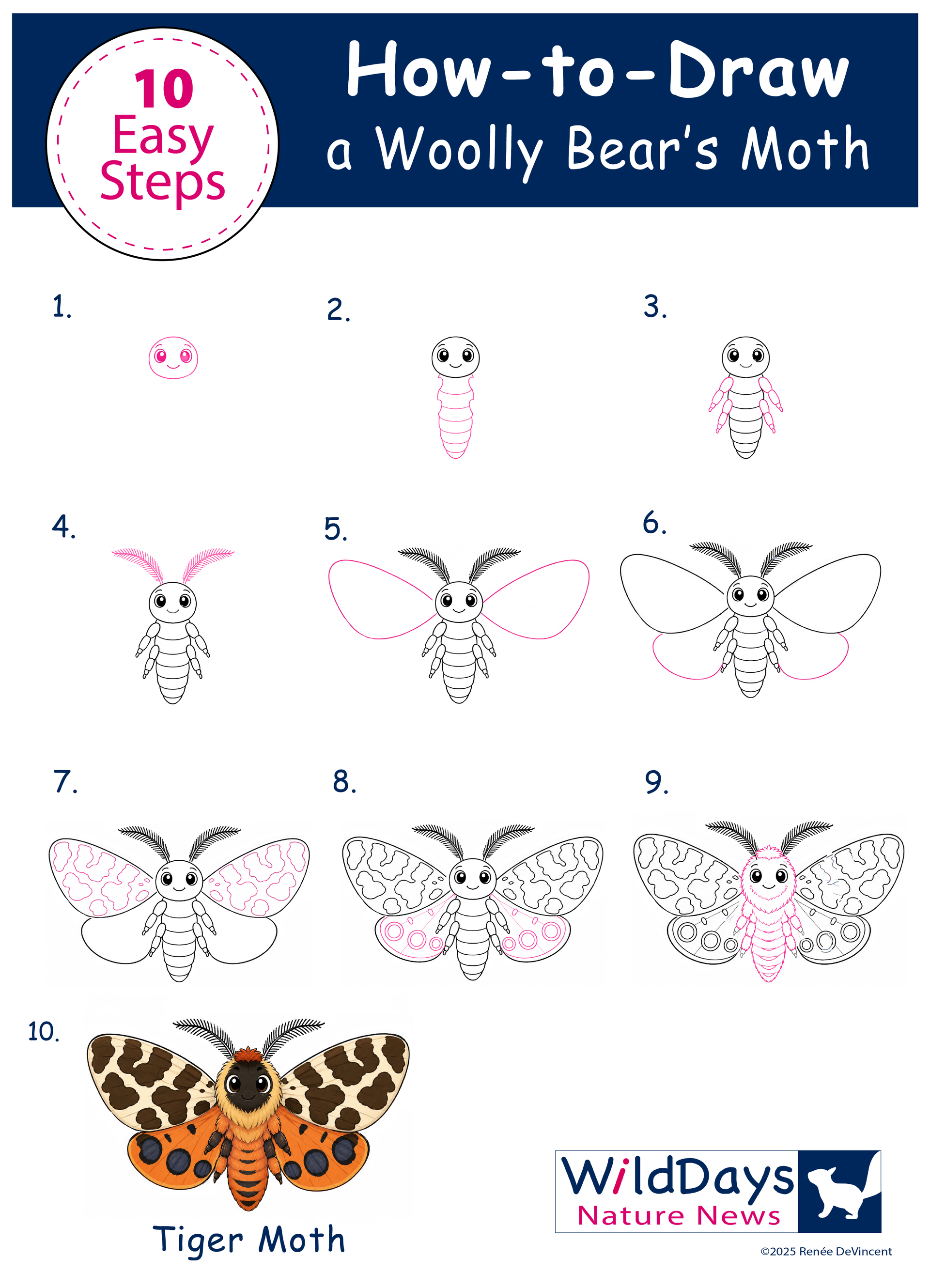 10-step diagram showing how to draw a woolly bear moth, from sketch to colored moth.