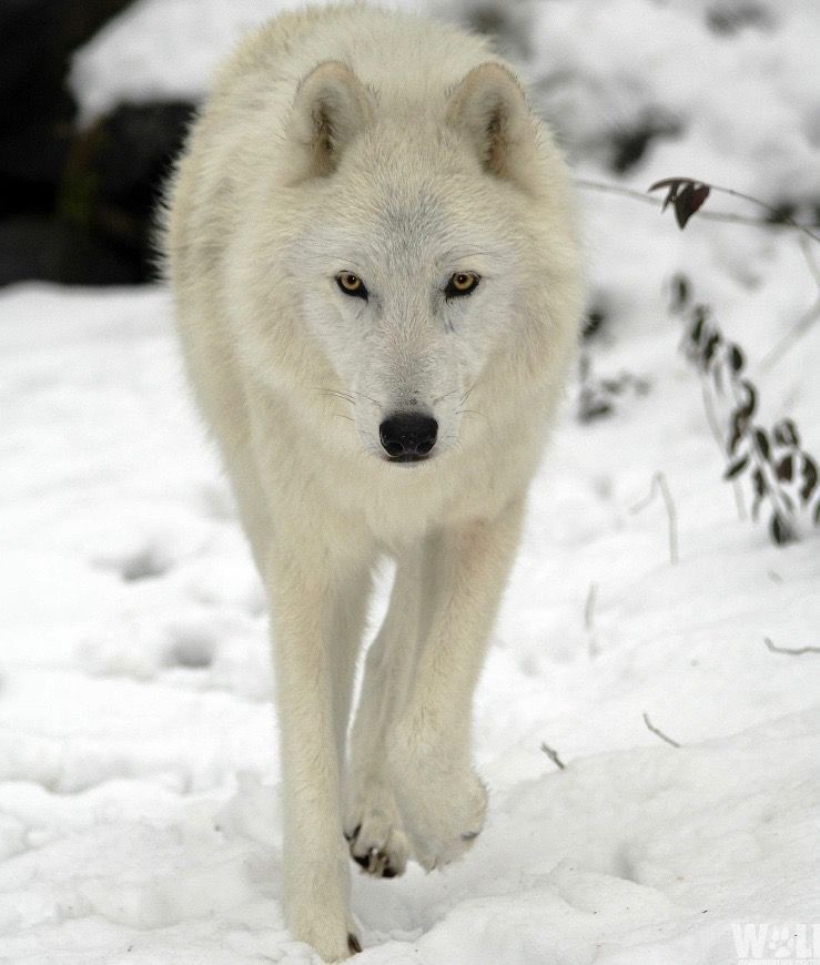 White wolf walks toward the camera in snow, with golden eyes and a focused expression.