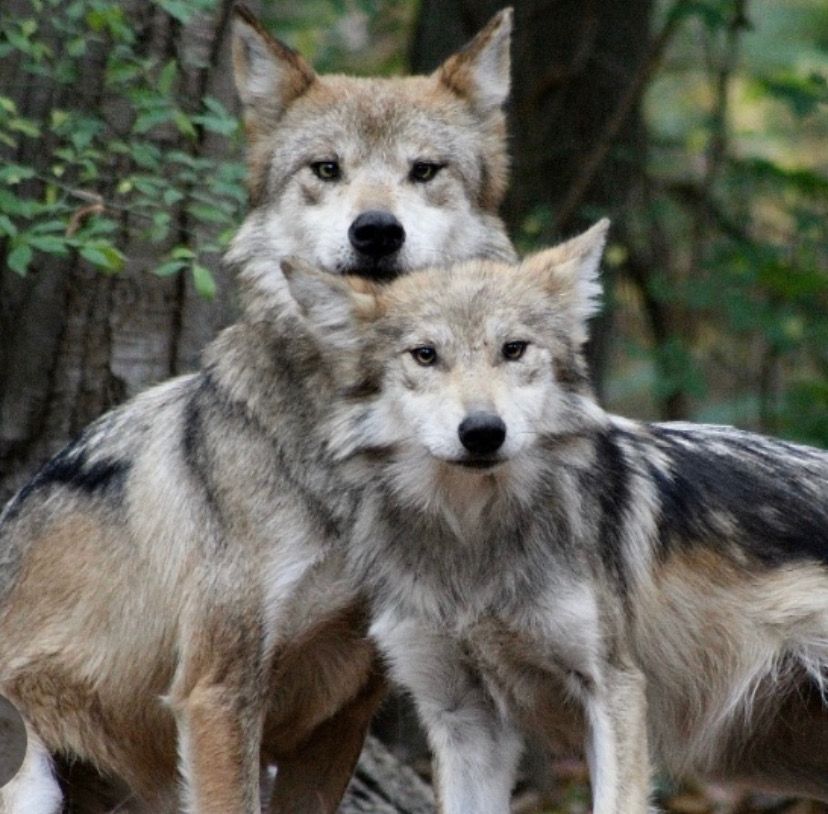 Two gray wolves, one behind the other, looking directly at the viewer.