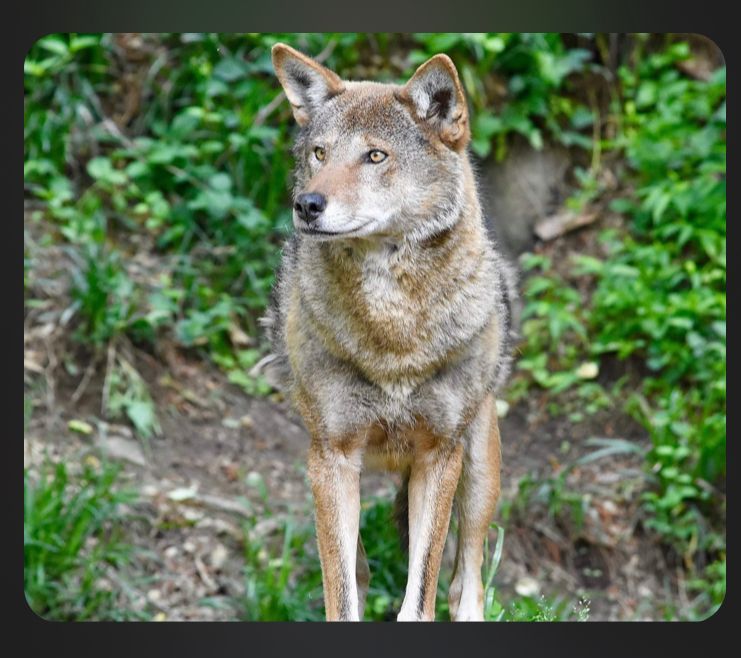 Coyote with reddish-brown fur, stands looking left, in front of a green leafy hillside.