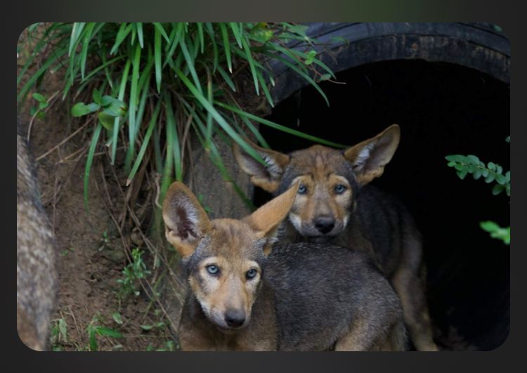 Two brown wolf pups near an underground tire tunnel, ears perked.