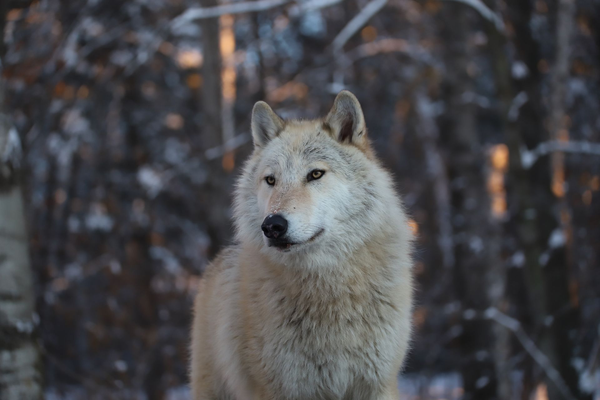 Gray wolf in a snowy forest, looking to the side with alert expression.