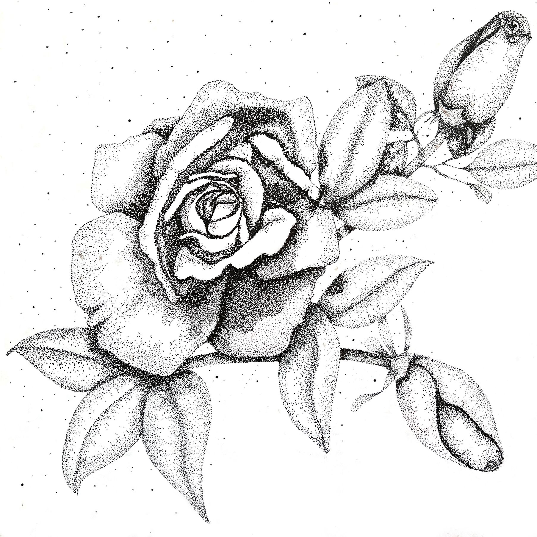 Black and white stipple drawing of a rose with buds and leaves.