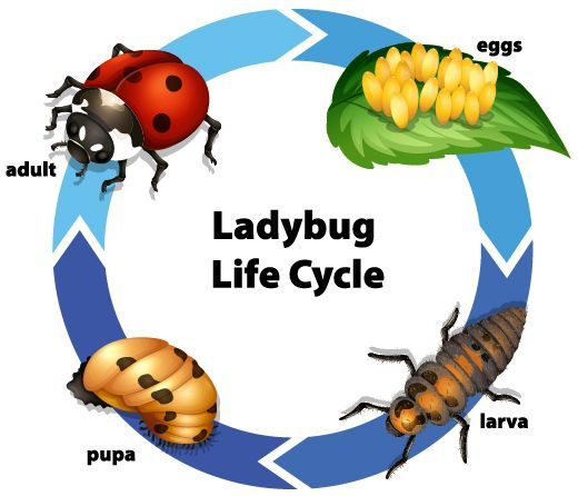 Ladybug life cycle: eggs, larva, pupa, and adult ladybug stages in a circular diagram.
