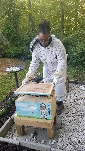 Beekeeper in white suit lifts lid of beehive in a garden setting.