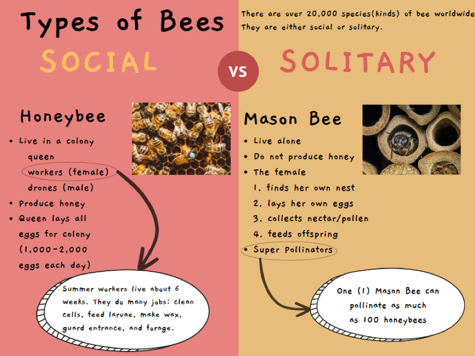 Infographic: Social vs. Solitary bees. Honeybees live in colonies, mason bees are solitary, found their own nest.