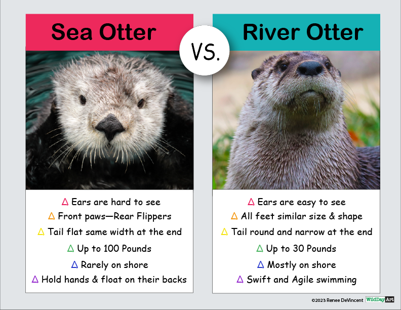 Comparison chart: Sea otter vs. river otter. Differences include ears, feet, tail shape, size, habitat, and swimming style.