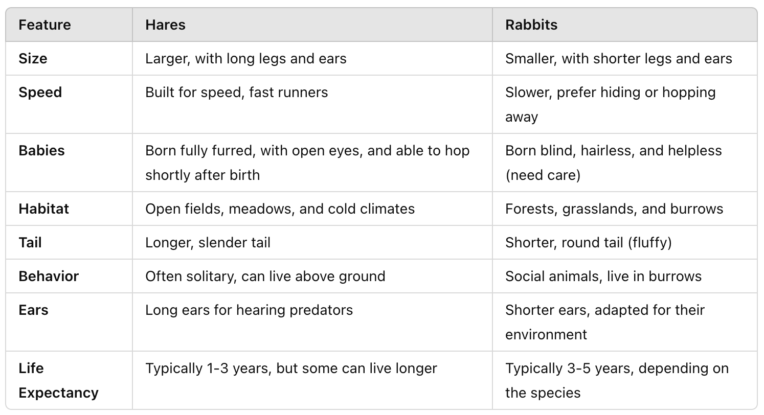 Comparison chart: Hares vs. Rabbits, showing differences in size, speed, babies, habitat, tail, behavior, ears, and lifespan.