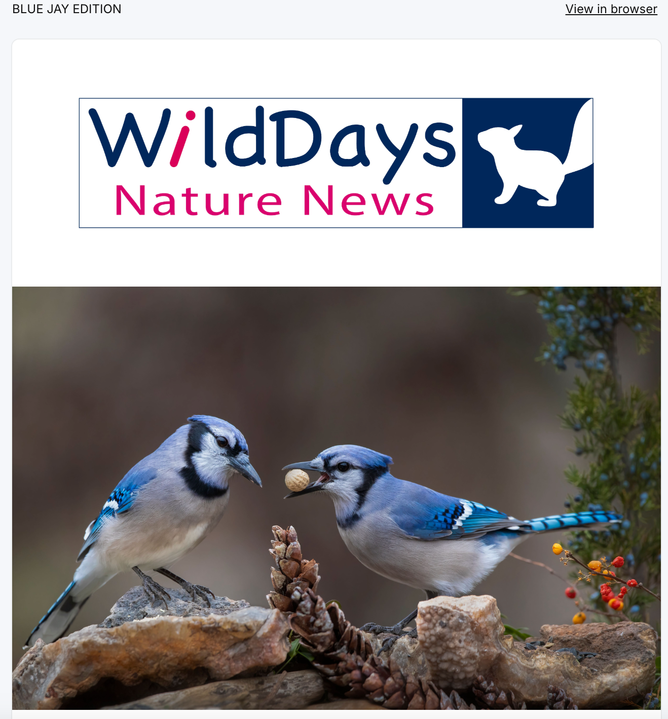 Two blue jays perched on rocks, one offering the other a nut. Logo above: