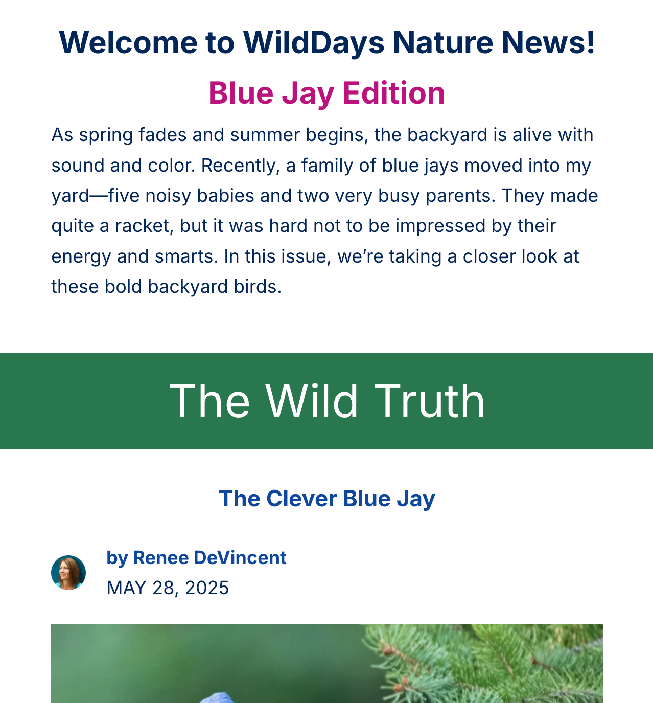 Newsletter article about blue jays with a headline