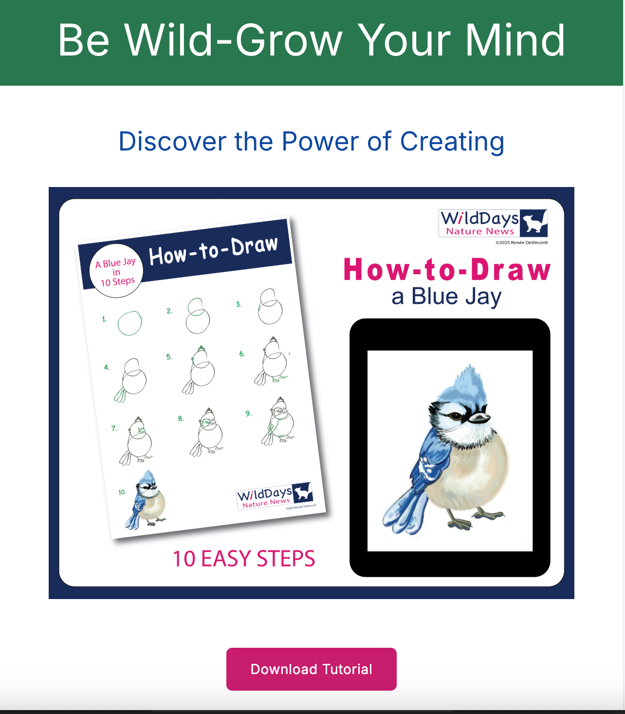 How to draw a blue jay. The tutorial features a guide with 10 easy steps and a tablet displaying the finished drawing.