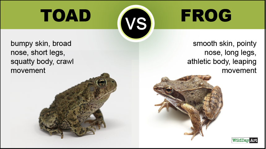 A picture of a toad and a picture of a frog