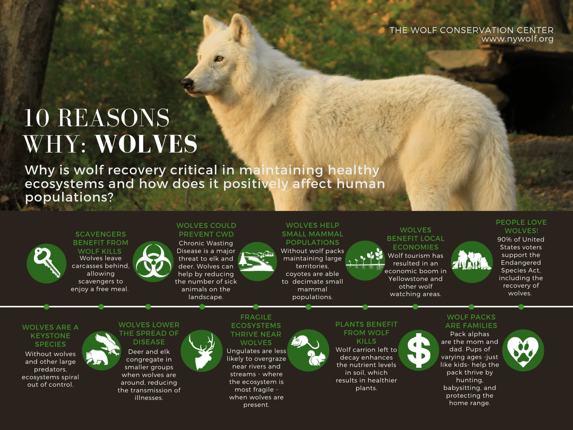 Infographic: 10 reasons why wolf recovery is critical, with a white wolf illustration and numbered bullet points.