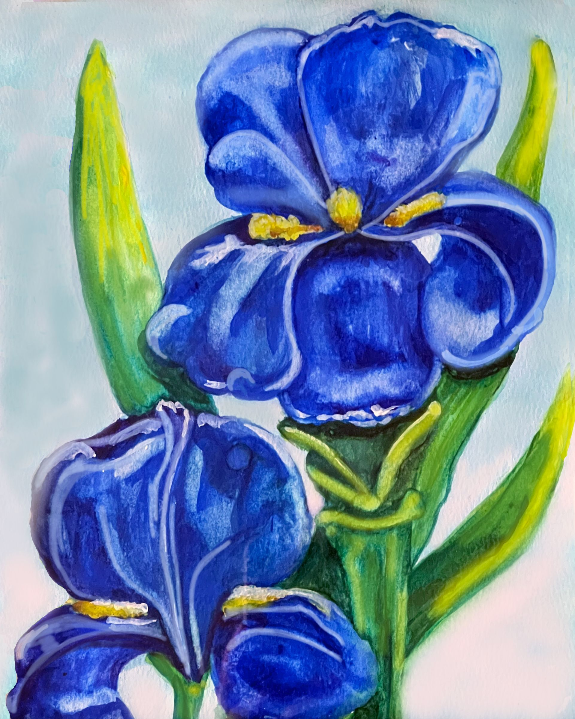 A watercolor painting of two vibrant blue iris flowers with green leaves against a pale blue background.