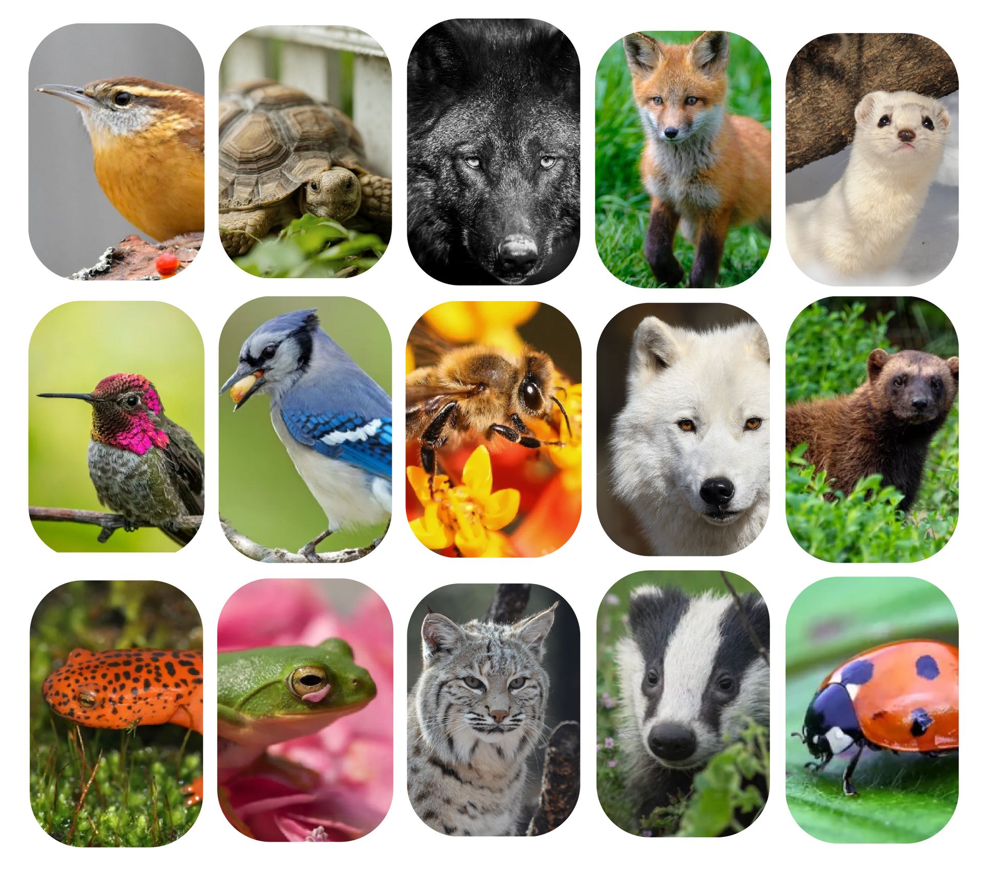 Nature-themed printable activities for kids, including animals, worksheets, and learning pages