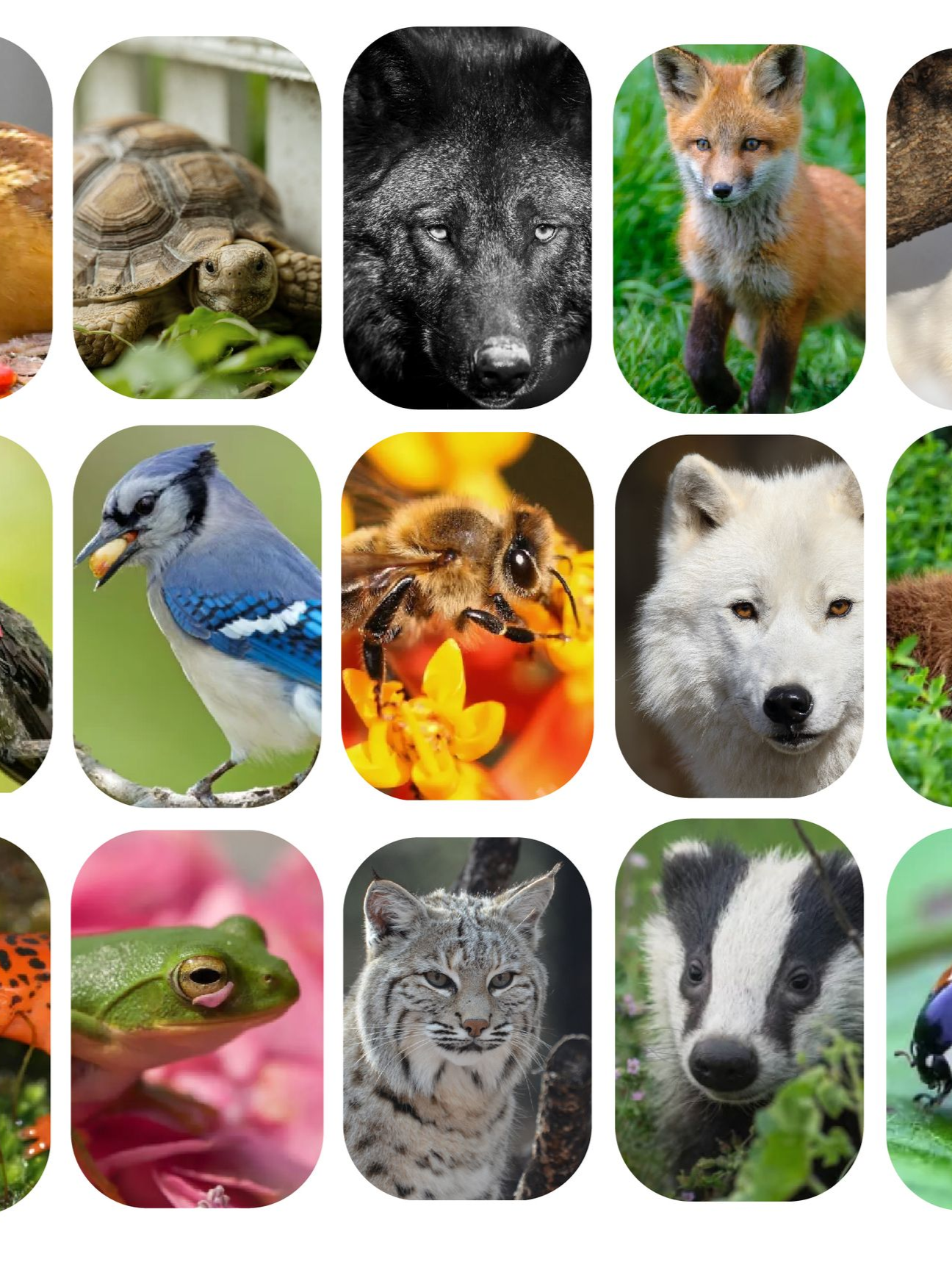 Grid of colorful wildlife photos showing birds, mammals, a bee, and a ladybug in rounded tiles
