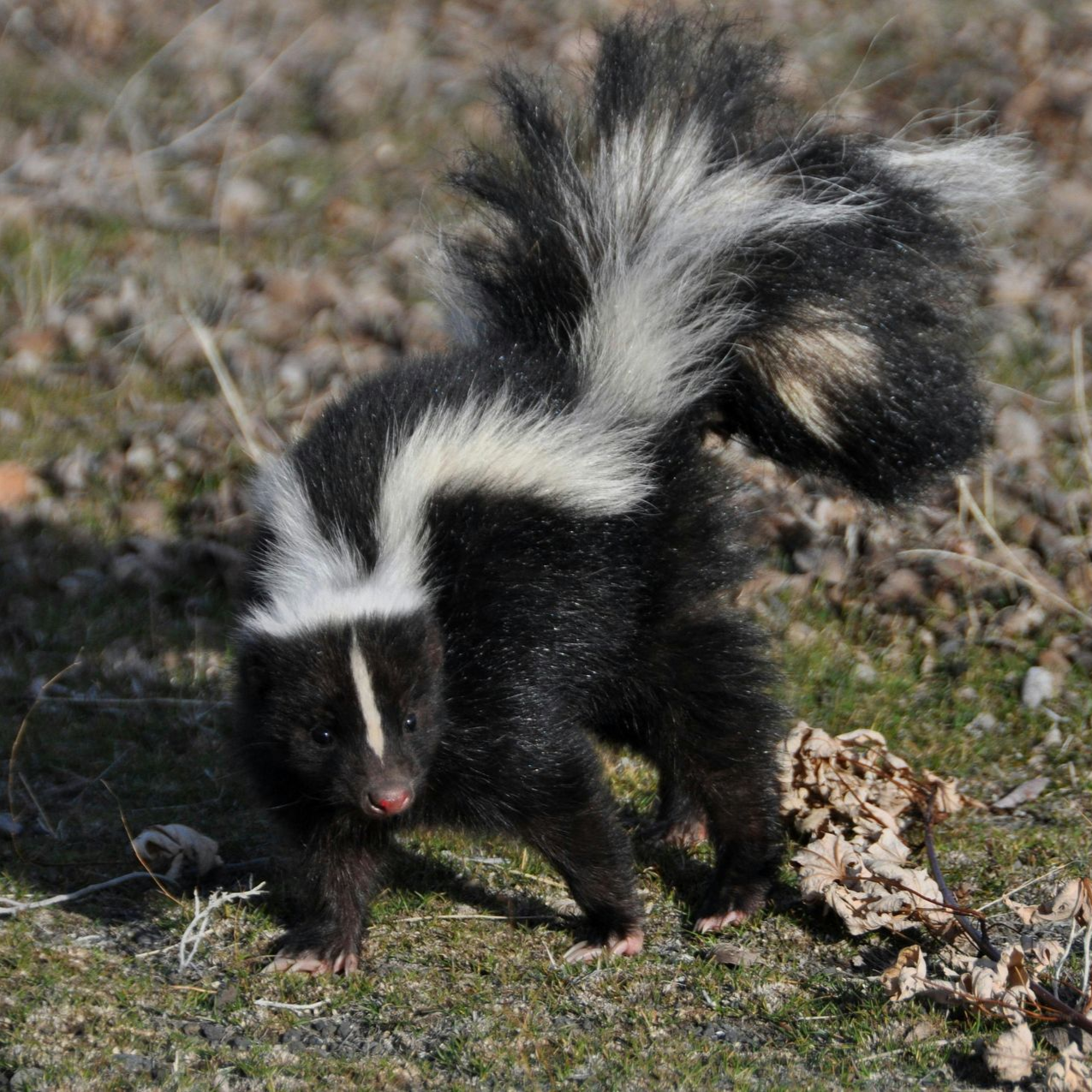Striped skunk walking in a backyard at night β skunk facts for kids