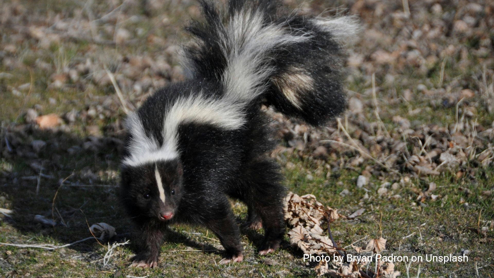 Porcupine with dark fur, quill head, and dark eye, looking forward.