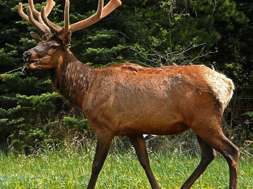 A deer with antlers is walking through a grassy field
