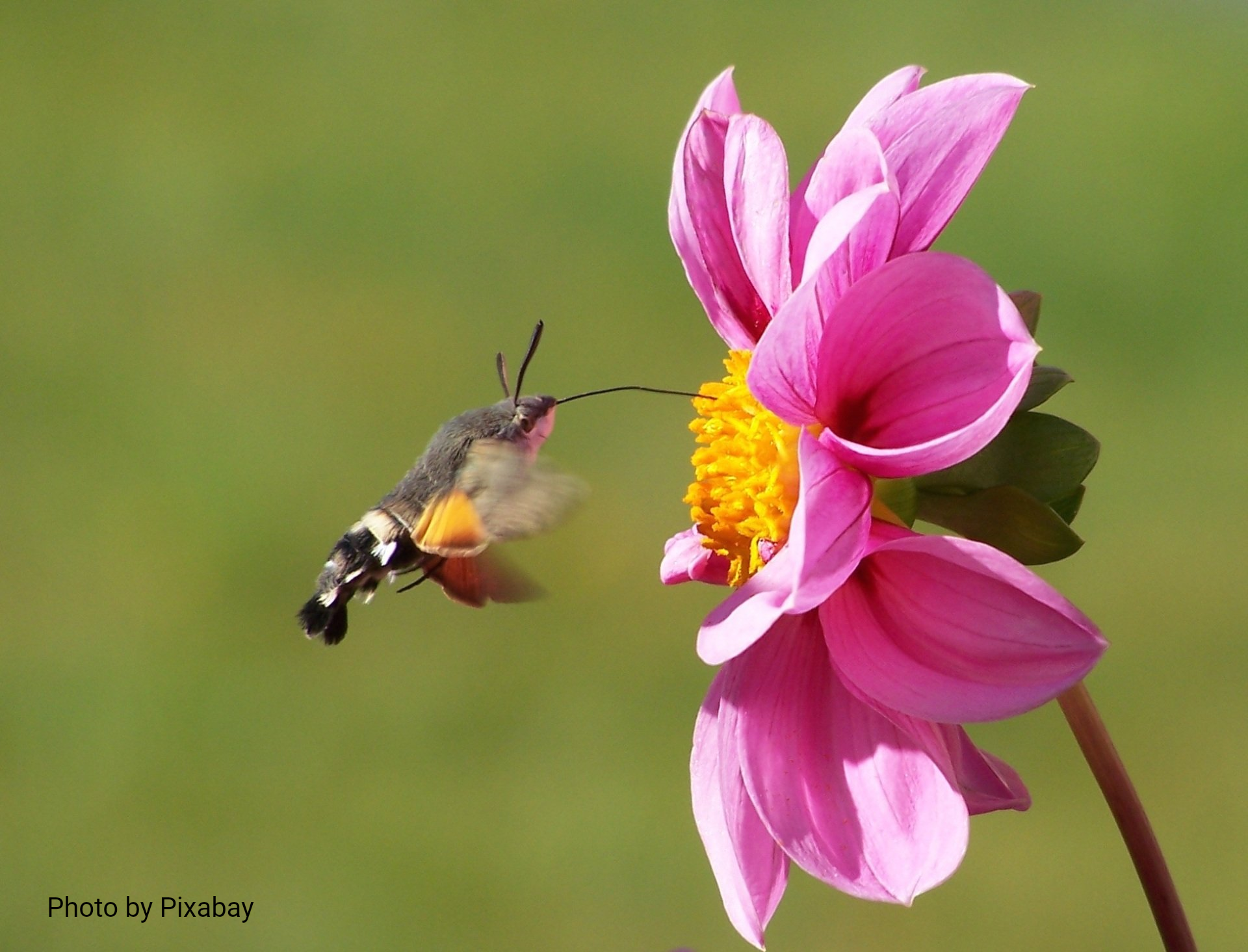 A hummingbird hawk-moth hovering and feeding on the nectar of a bright pink dahlia against a blurred green background.