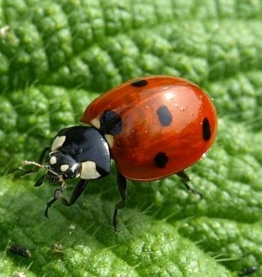 Ladybug with black spots on a red shell, crawling on a green leaf.