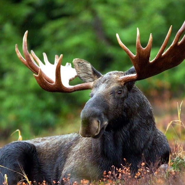 A moose with antlers is laying down in the grass