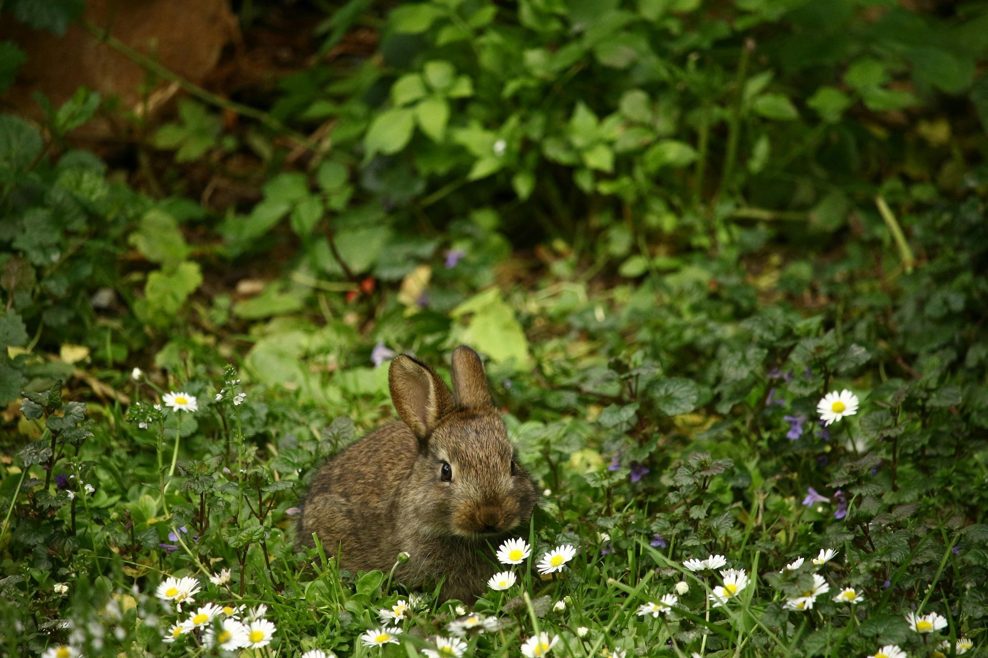 Brown rabbit in a patch of green grass and white flowers.