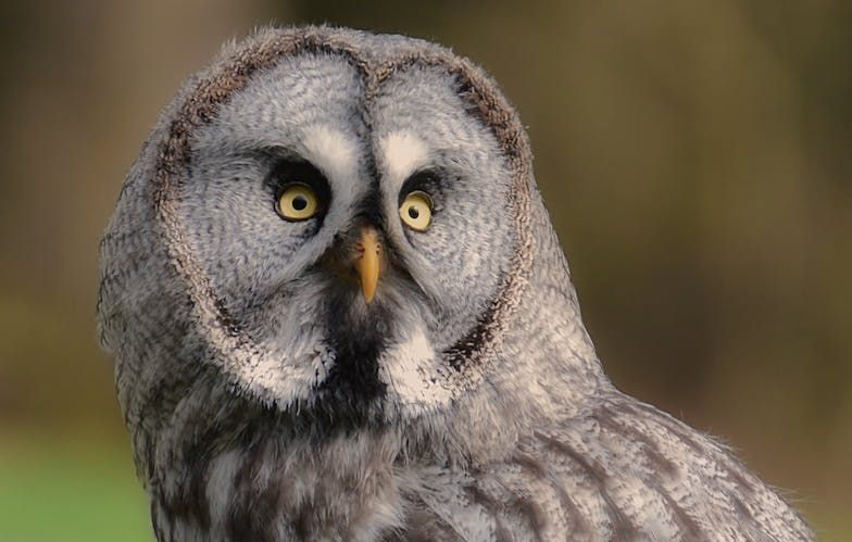 Great Gray Owl