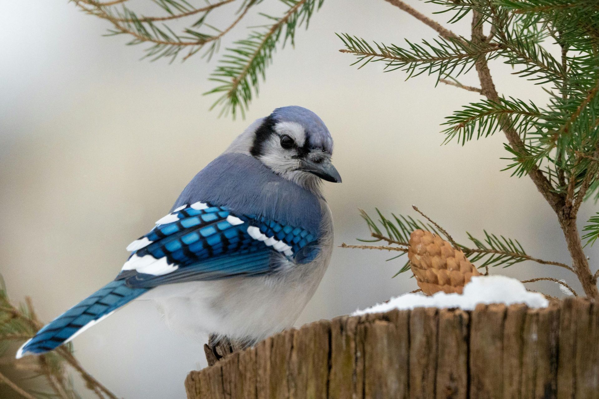 Blue jay with white breast, perched on snow-covered wooden post near pine branches, winter scene.