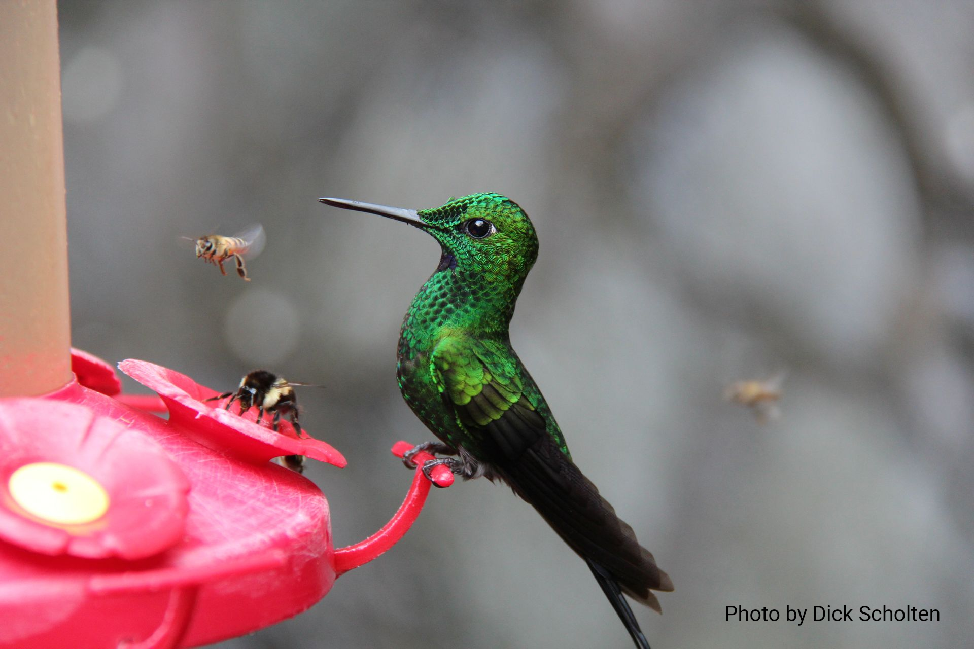 A vibrant green hummingbird perches on a red nectar feeder while several bees fly nearby.